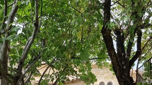 A stone pathway leading to a stone building with arched windows, surrounded by trees and potted plants. - Beautiful provencal house with a view, hanging gardens & a great swimming pool  (Montaulieu)