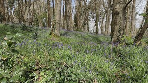 A forested area with a grassy slope and scattered purple flowers. - Bijoux Cottage in Porthleven  5 mins walk  Beach/Harbour. Sleeps 2. Dog Friendly (Porthleven)