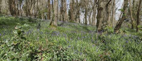 Overnatningsstedets område