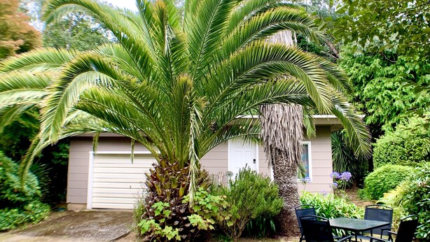 A house with a large palm tree in the front yard, a patio with a table and chairs, and a garage in the background.