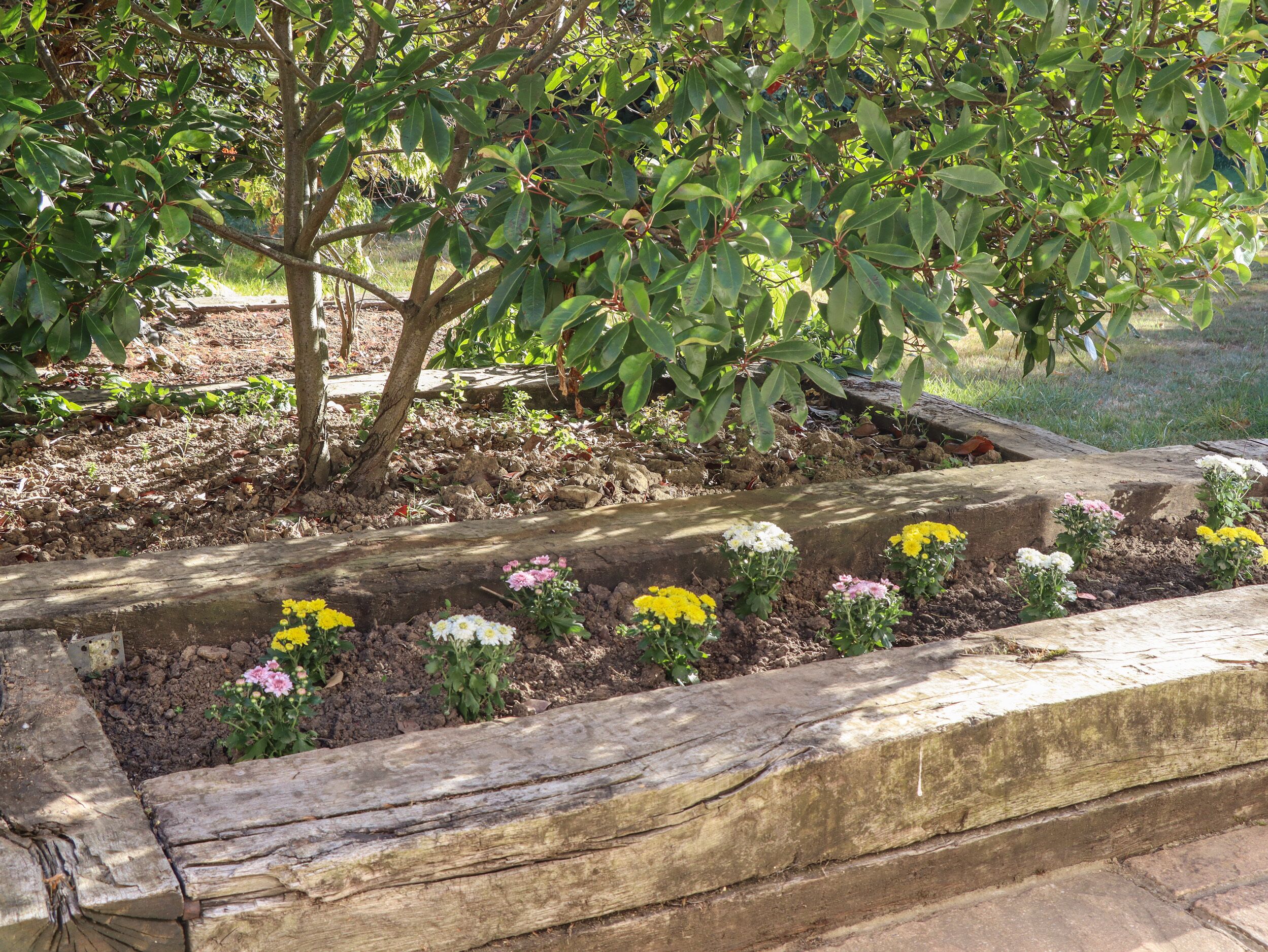 A garden with a variety of flowers and a tree.