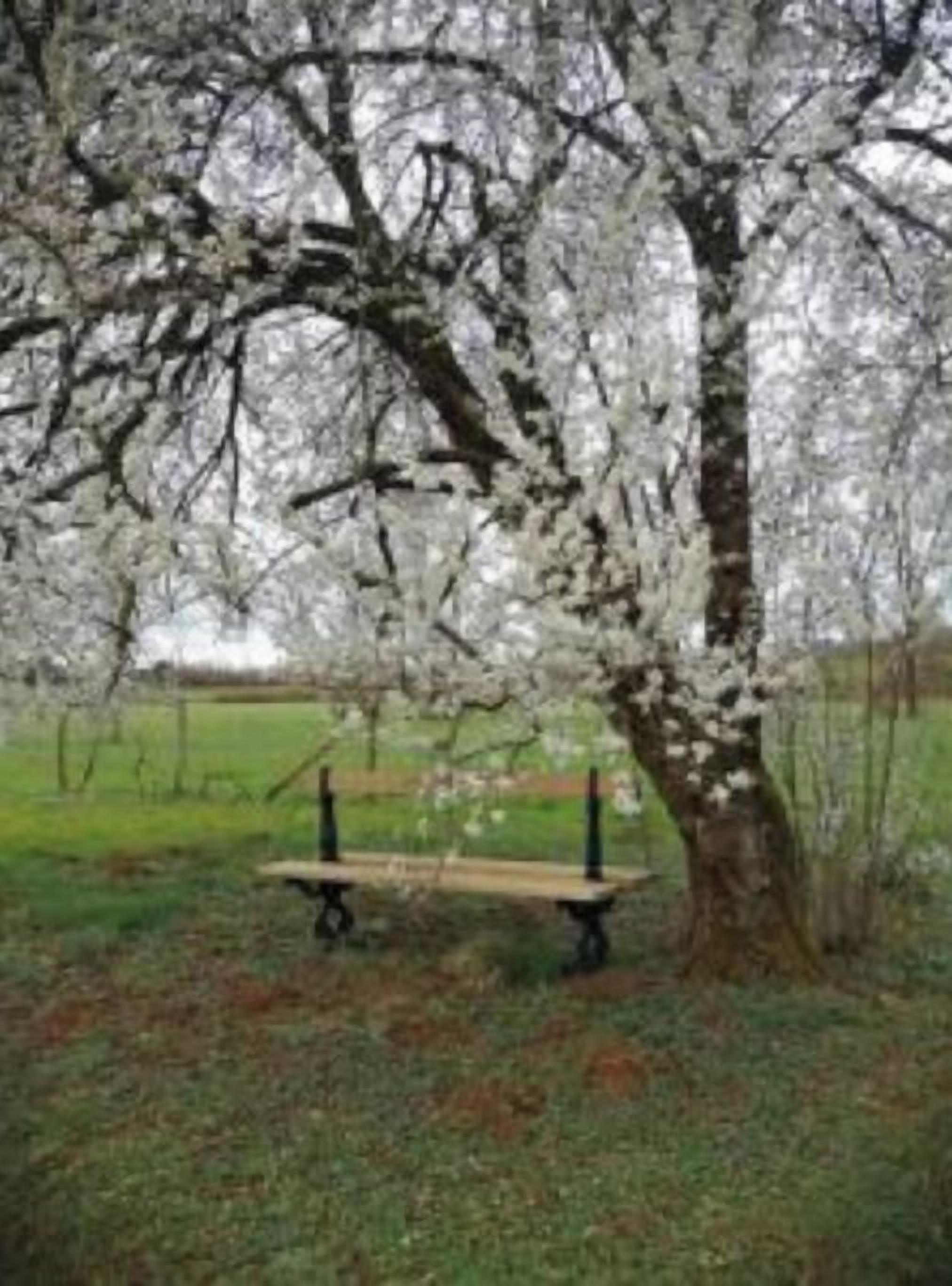 A bench under a tree with white blossoms in a grassy area.