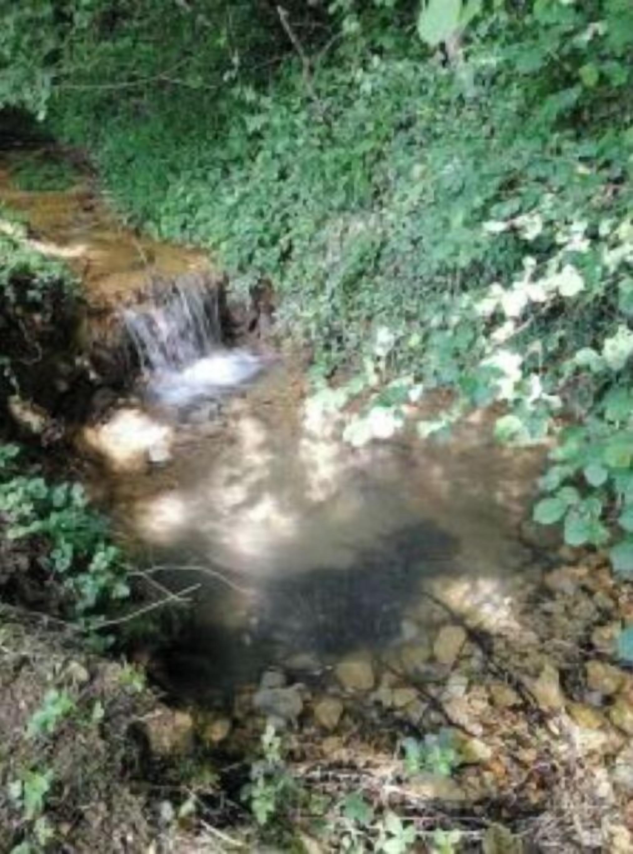 A small, clear stream flowing through a densely vegetated area with rocks and foliage.