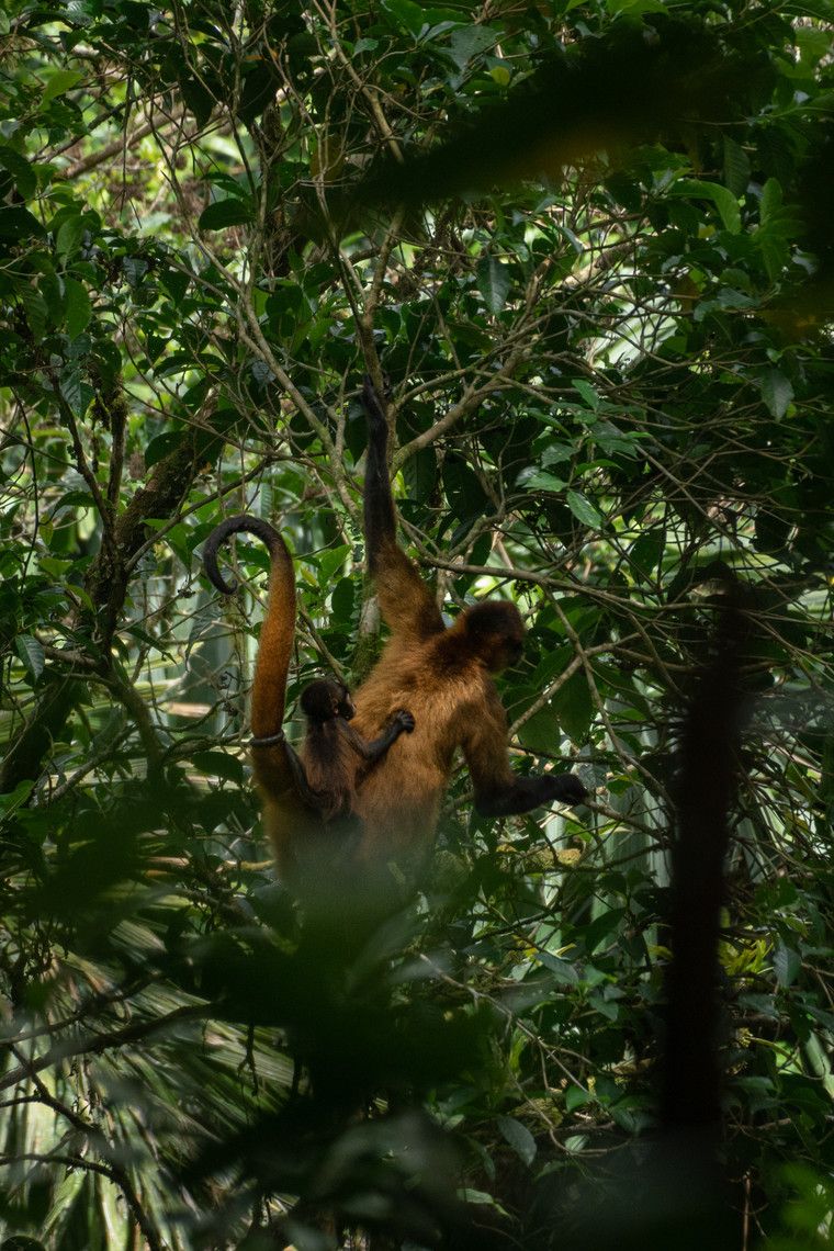 Ein Affe hängt an einem Ast in dichtem Wald.