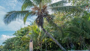 A palm tree with coconuts and a wooden surfboard leaning against it. - Hotel Serendipity tortuguero (Colorado)
