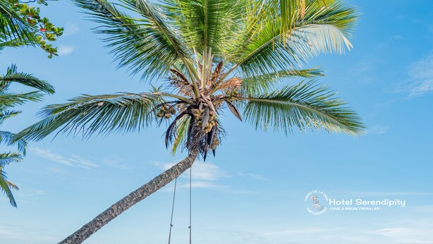 A beach scene with a palm tree, a swing, and a clear sky. - Hotel Serendipity tortuguero (Colorado)