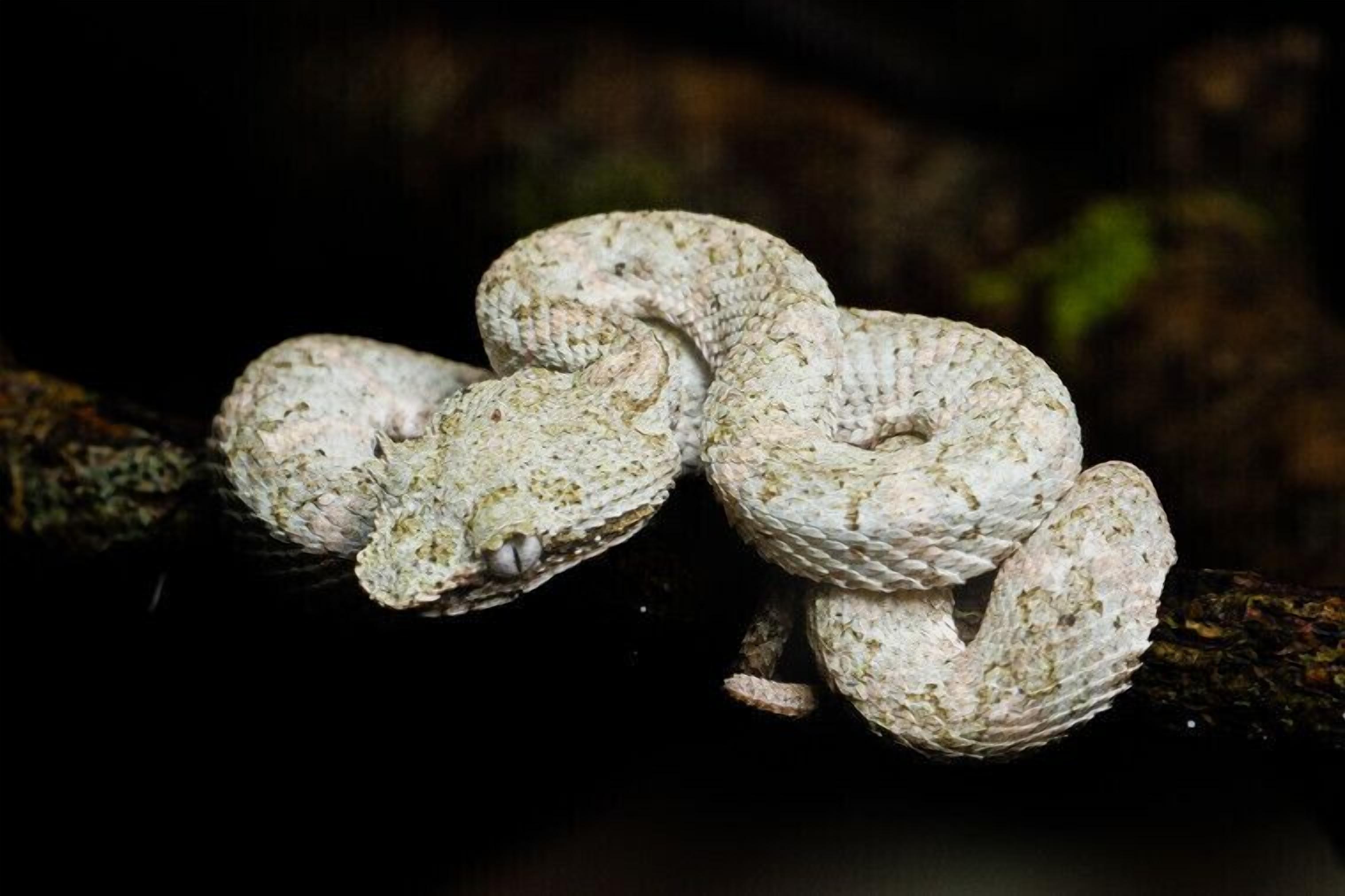 A snake coiled on a branch.