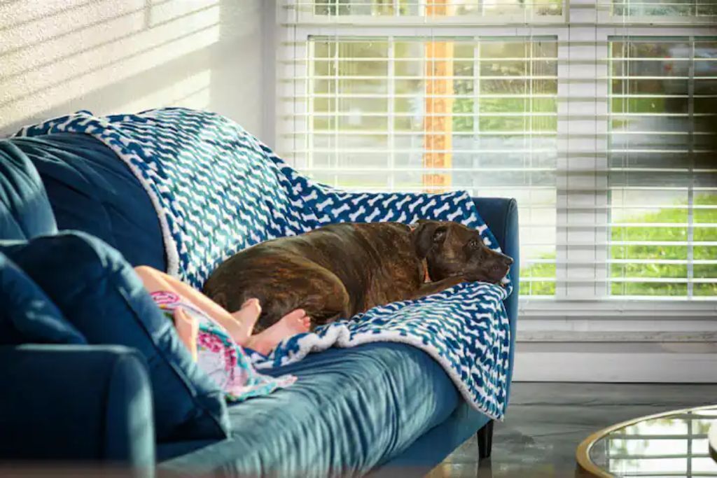 Un chien allongé sur un canapé, recouvert d’une couverture à motifs. En arrière-plan, on aperçoit une fenêtre avec des stores et une table en verre.