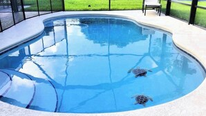 Une piscine dans laquelle nagent deux tortues de mer.