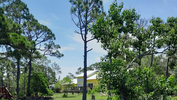 A house surrounded by a natural landscape with a pond and trees. - Peaceful bungalow and birdwatcher's paradise 1/2 mile to the Gulf beach. (Gulf Shores)