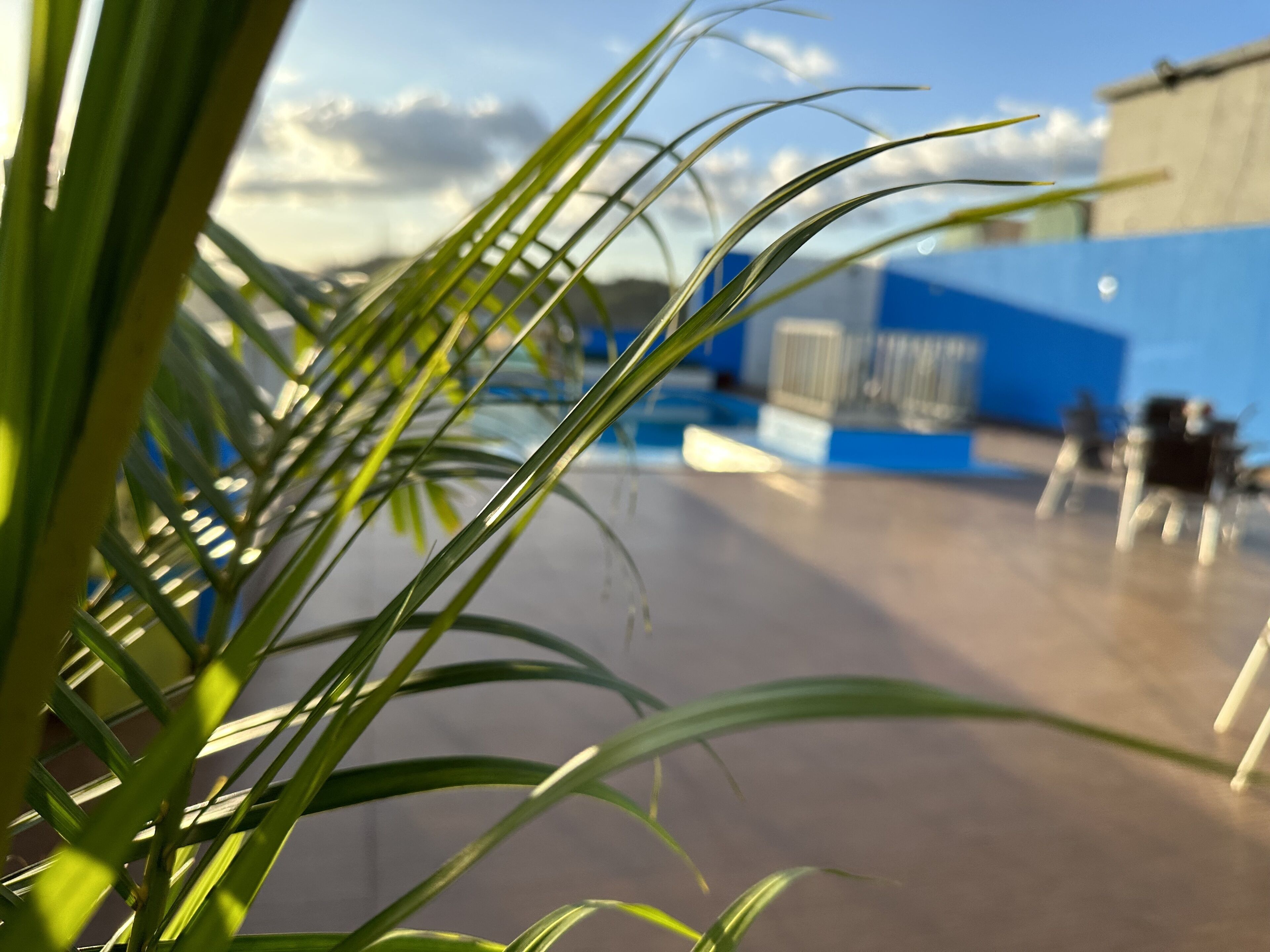 A view of a building's exterior with a blue and white facade, a concrete ground, and a palm tree in the foreground.