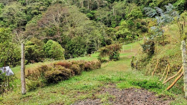 A lush, green landscape with a dirt path leading through a forested area. - Millar de Aves Eco Cabin with mountain views and trails (Cerro Alto)