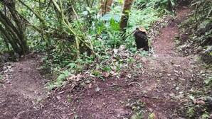 A forested area with a dirt path. - Millar de Aves Eco Cabin with mountain views and trails (Cerro Alto)
