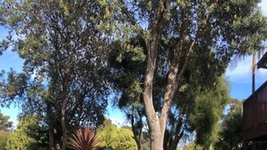 A tree-lined driveway with a covered outdoor seating area and a building on the right. - Marlo Hideaway (Marlo)