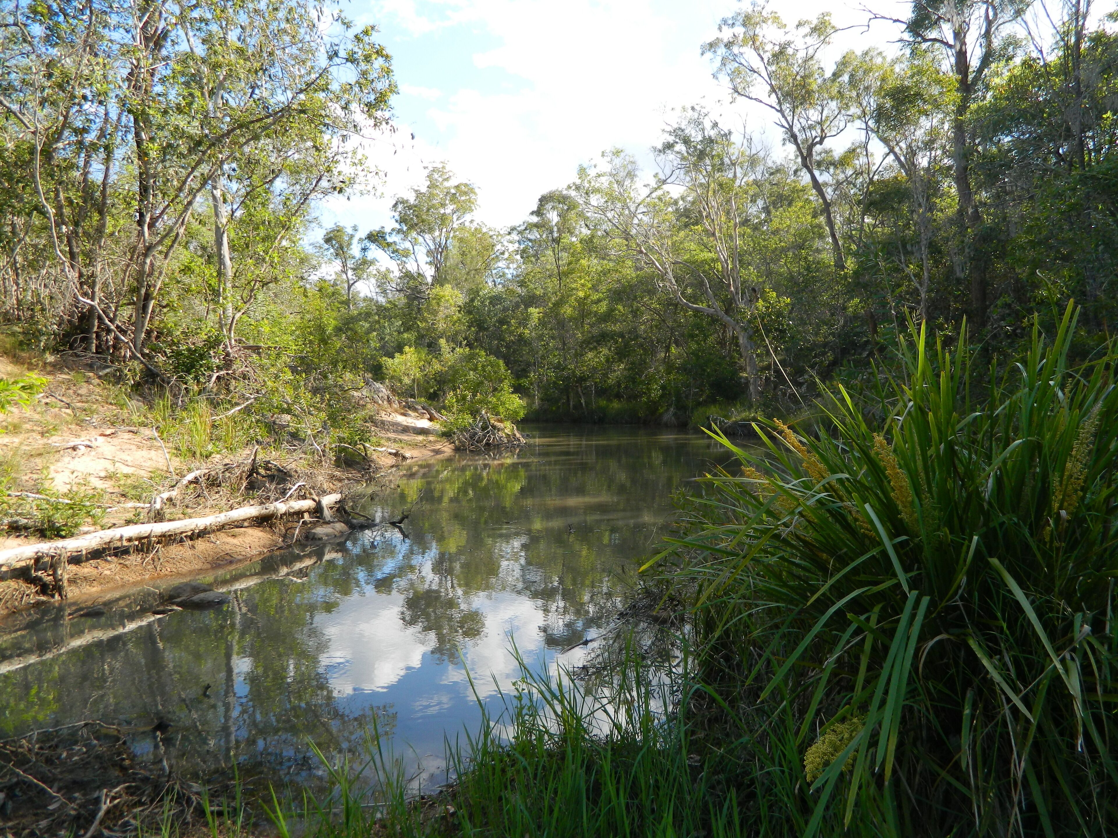 A calm river with dense greenery and trees on both sides.