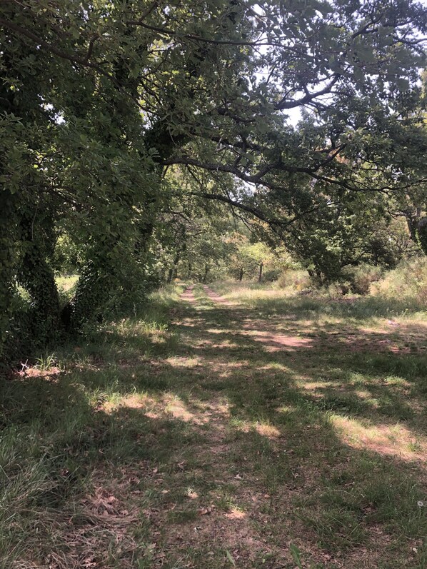 A forested area with a dirt path leading through trees.