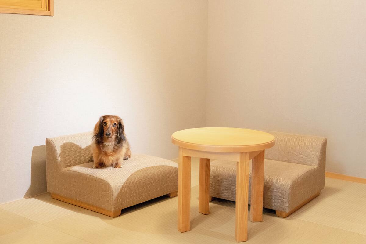 Phòng Suite truyền thống (Dog friendly) | 1 phòng ngủ, két bảo mật tại phòng, bàn, bàn ủi/dụng cụ ủi quần áo
