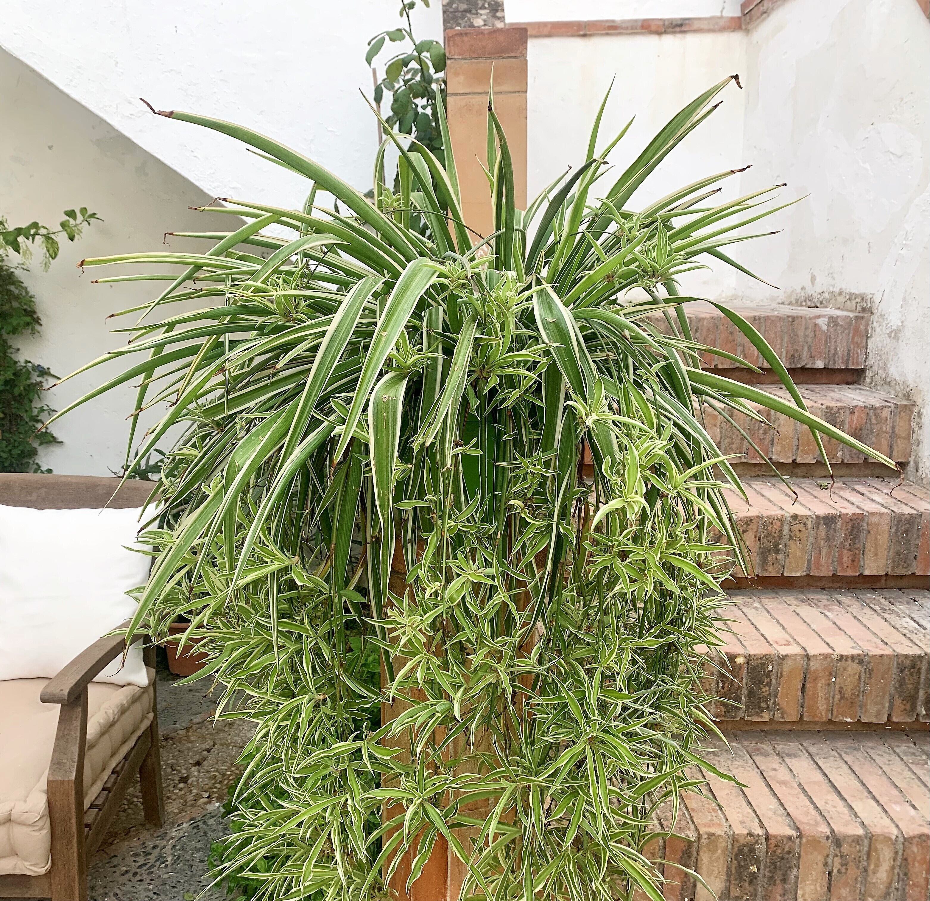 Foto - Patios del Agua