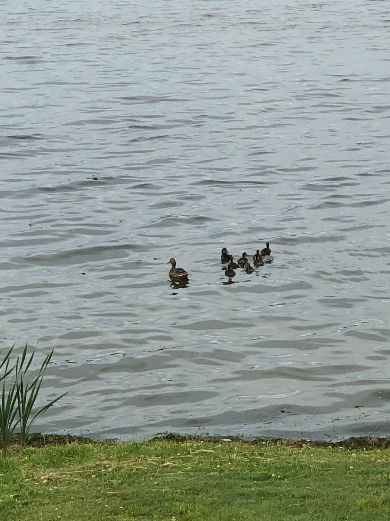 A group of ducks swimming in a calm body of water.