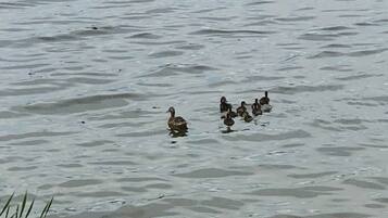 A group of ducks swimming in a calm body of water.