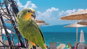 Un loro posado en una jaula metálica, con una playa y sombrillas al fondo.