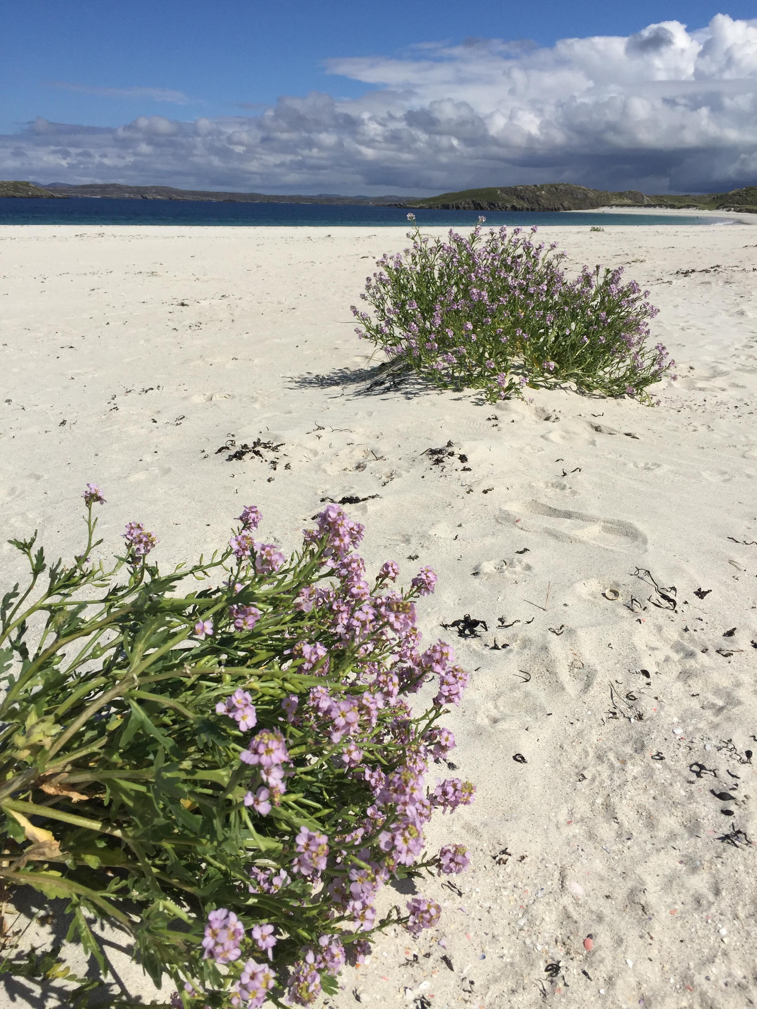 A sandy beach with sparse vegetation and a distant view of a coastline.