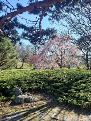 A park with cherry blossoms, green shrubs, and a stone pathway.