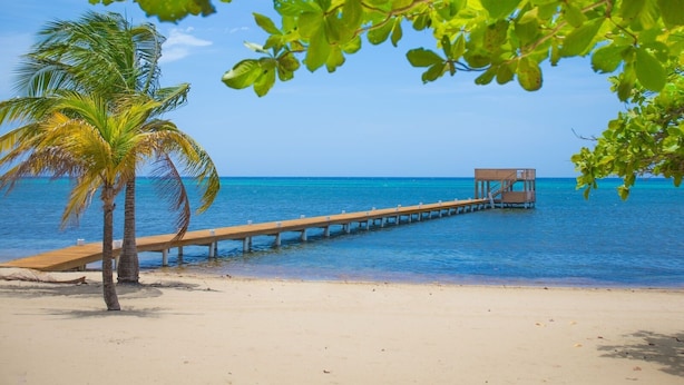 A beach with a wooden pier extending into the ocean, a palm tree, and clear blue water. - Lawson Rock - Yellowfish 211 2 Bedroom Condo by RedAwning (Roatan)