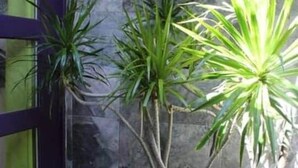 A corner with a stone wall, a small tree, and a tiled floor. - Yuca-Spa  Studio de charme & spa-jacuzzi (Saint Paul)