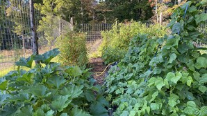 Um jardim com diversas plantas e uma cerca de arame.