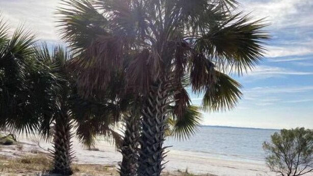 Ein Strand mit Palmen und einem sandigen Ufer.