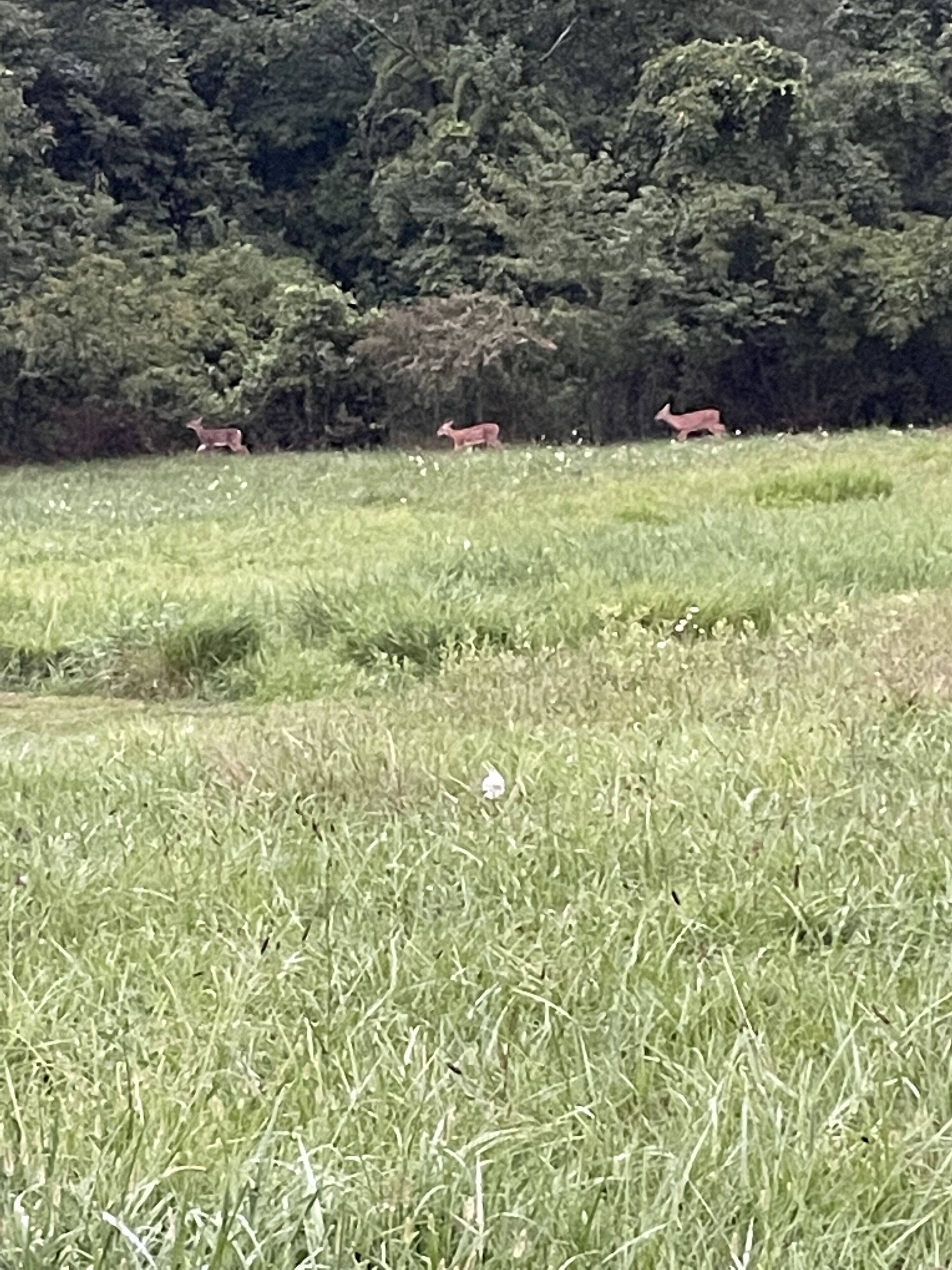 Um campo com três cervos ao longe, cercado por árvores densas.