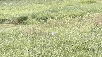 Um campo com três cervos ao longe, cercado por árvores densas.