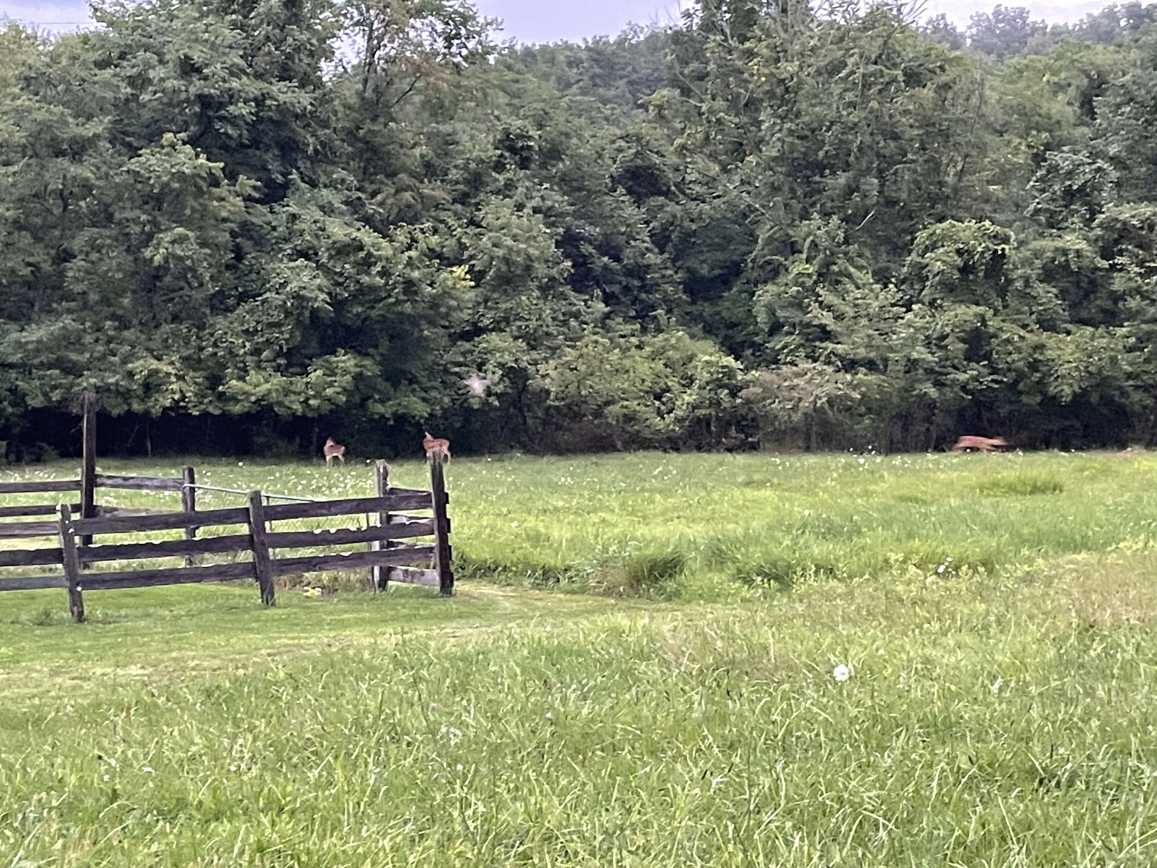 A grassy field with a wooden fence and trees in the background.
