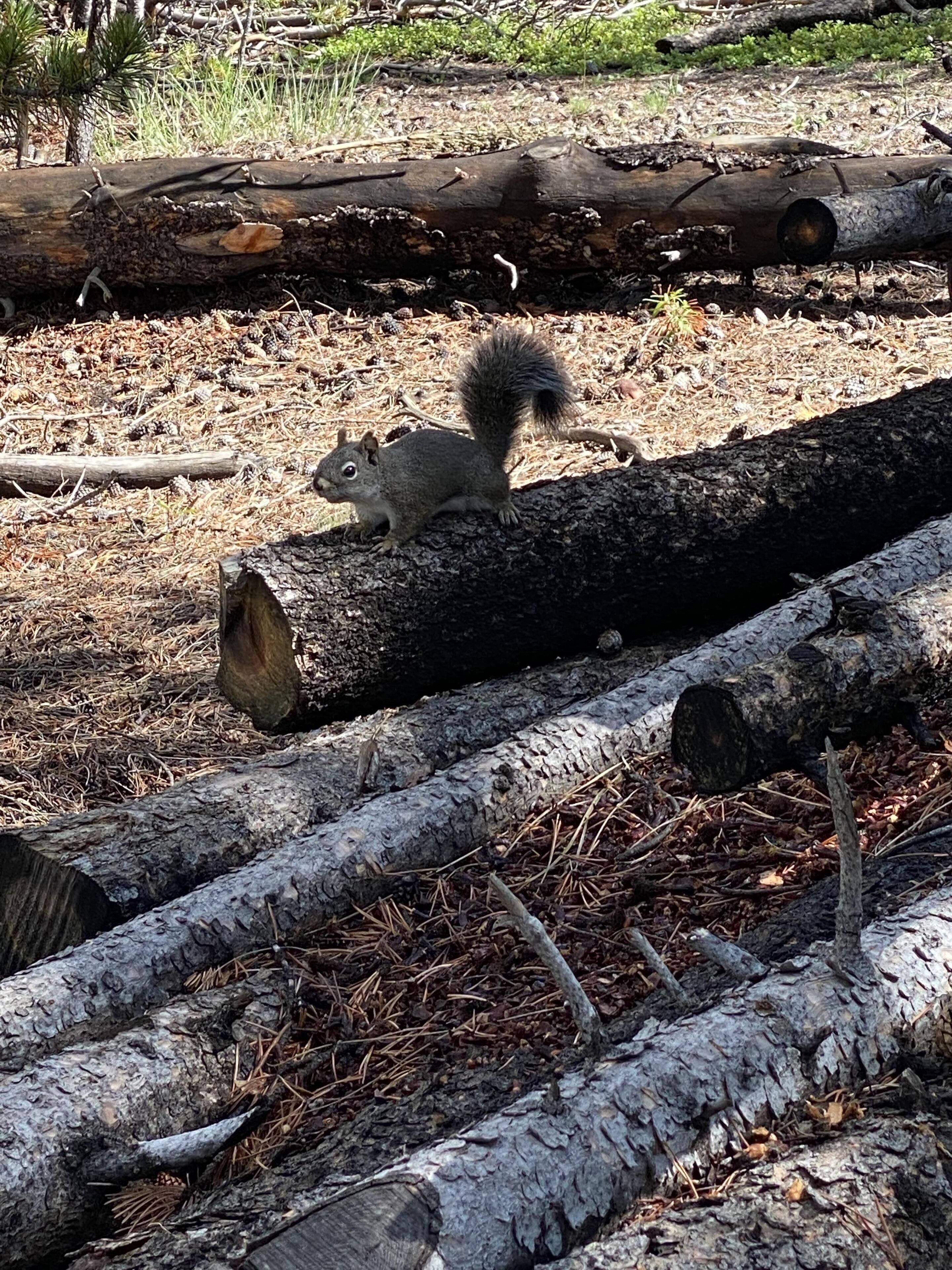 A squirrel on a log in a forested area with pine needles and logs.