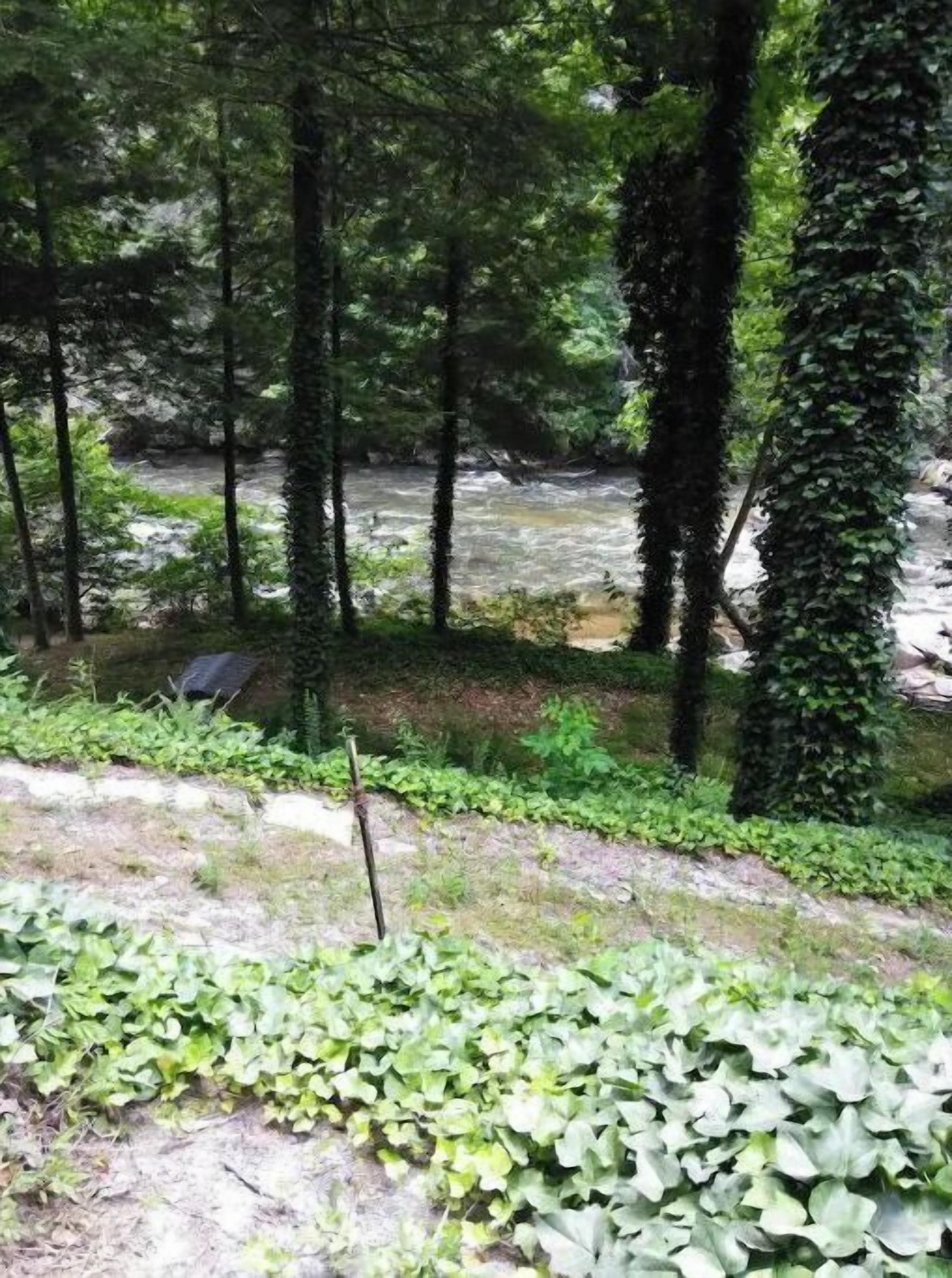 A forested area with a stream, dense greenery, and a rocky terrain.