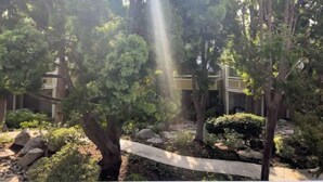 Un jardín con árboles, un sendero y un edificio al fondo.