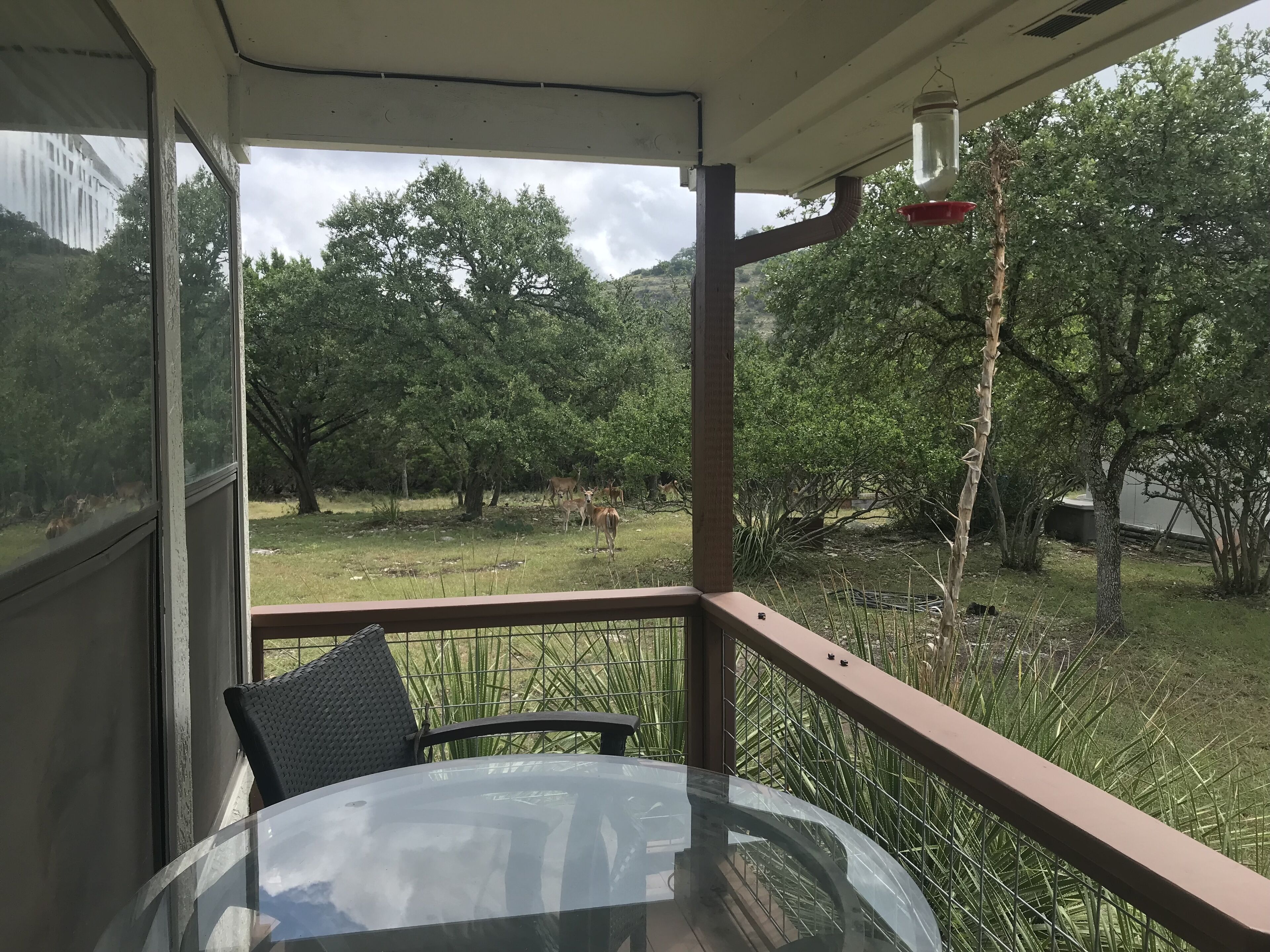 Hummingbird House with wandering wildlife. Swim under the Stars