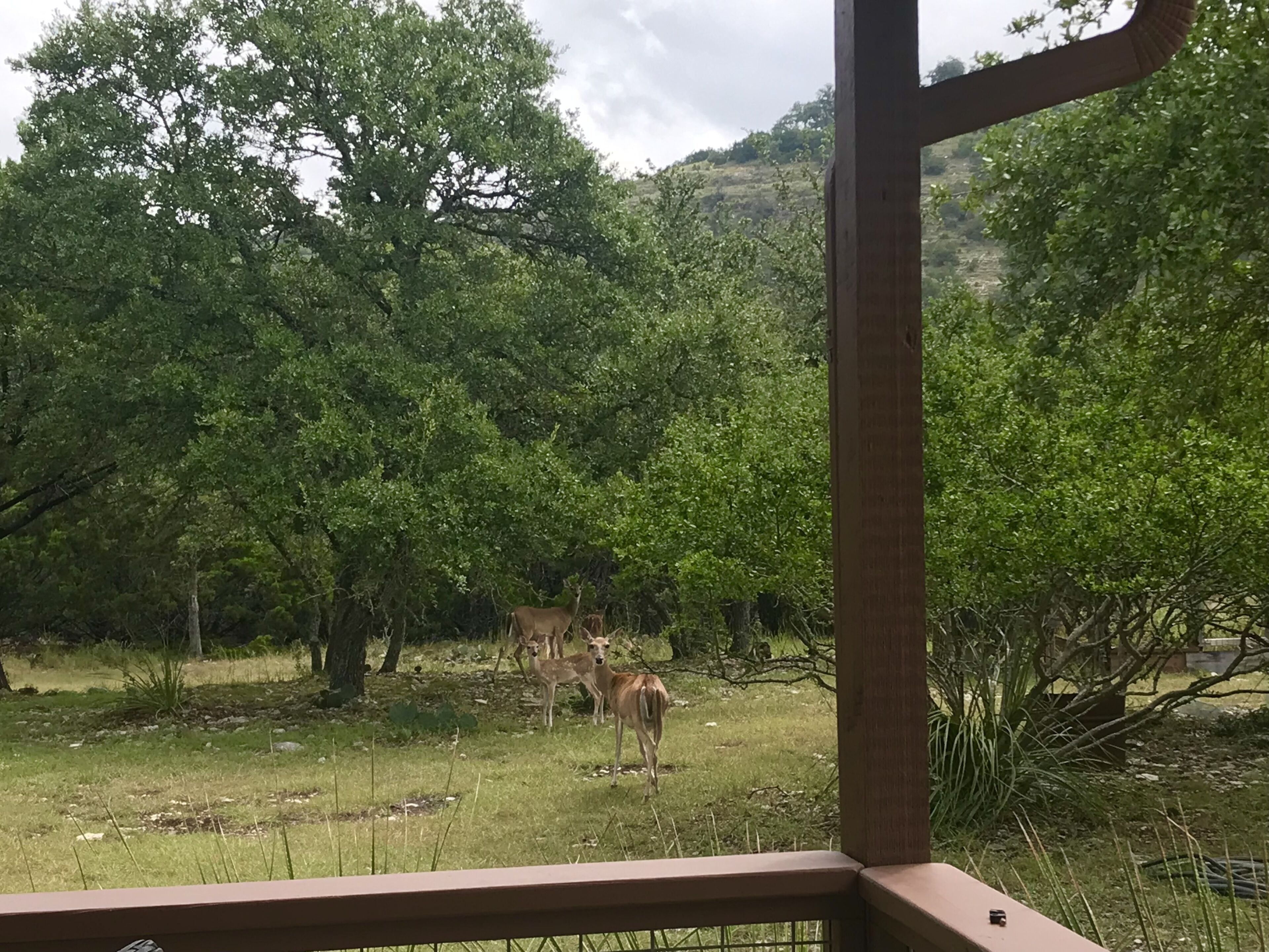 Hummingbird House with wandering wildlife. Swim under the Stars