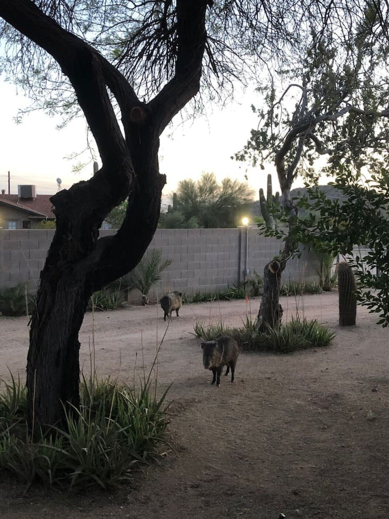 A tree-lined outdoor area with a dirt ground, a brick wall, and a cactus in the background.