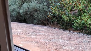 Vista de una terraza en la azotea con suelo de piedra, rodeada de abundante follaje y árboles.