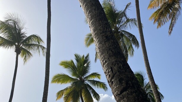 Una playa con palmeras y cielo despejado.