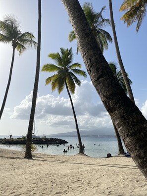 Une plage bordée de palmiers, sous un ciel dégagé.