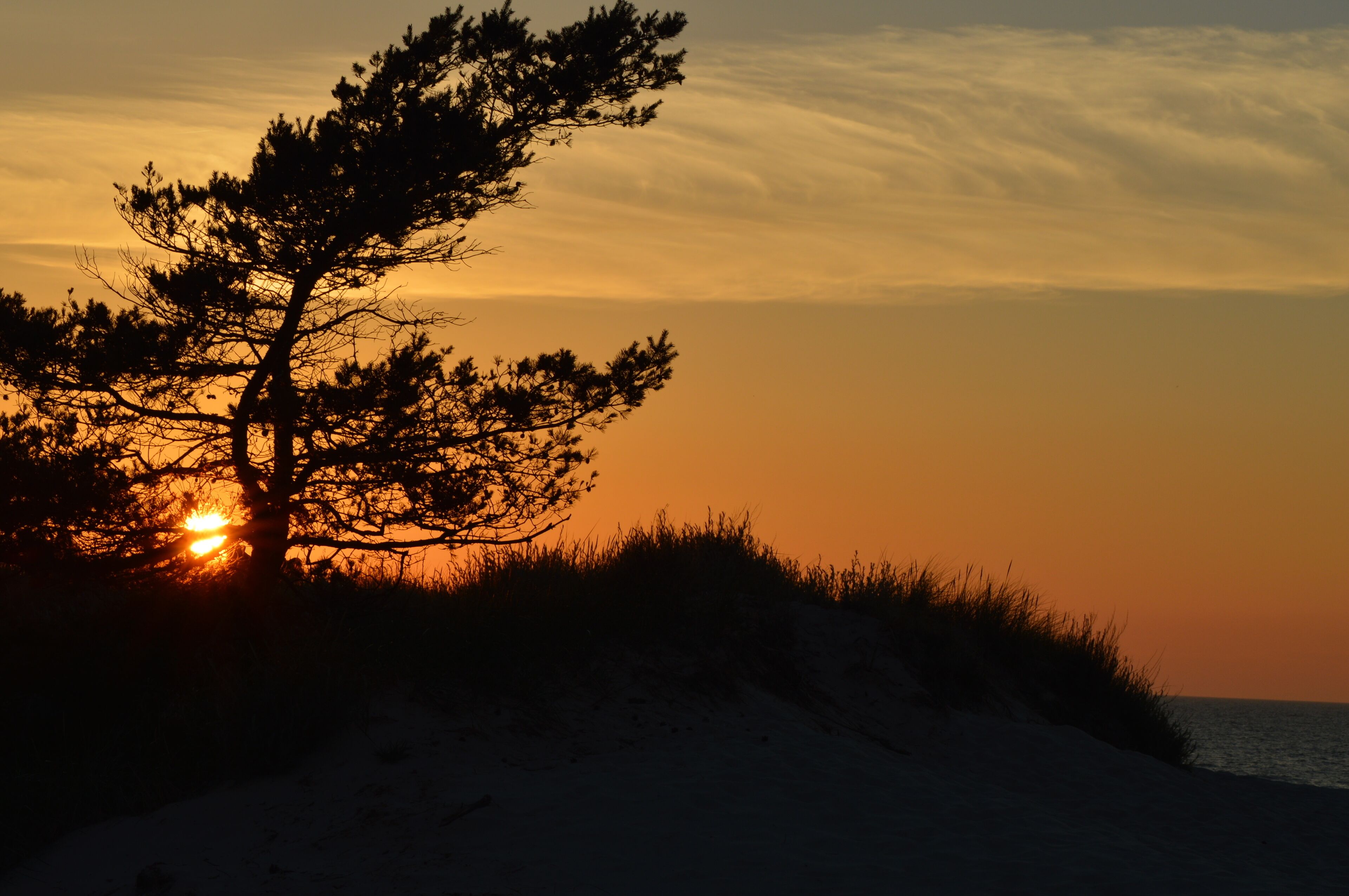 Een strand met een enkele boom in silhouette voor een ondergaande zon.