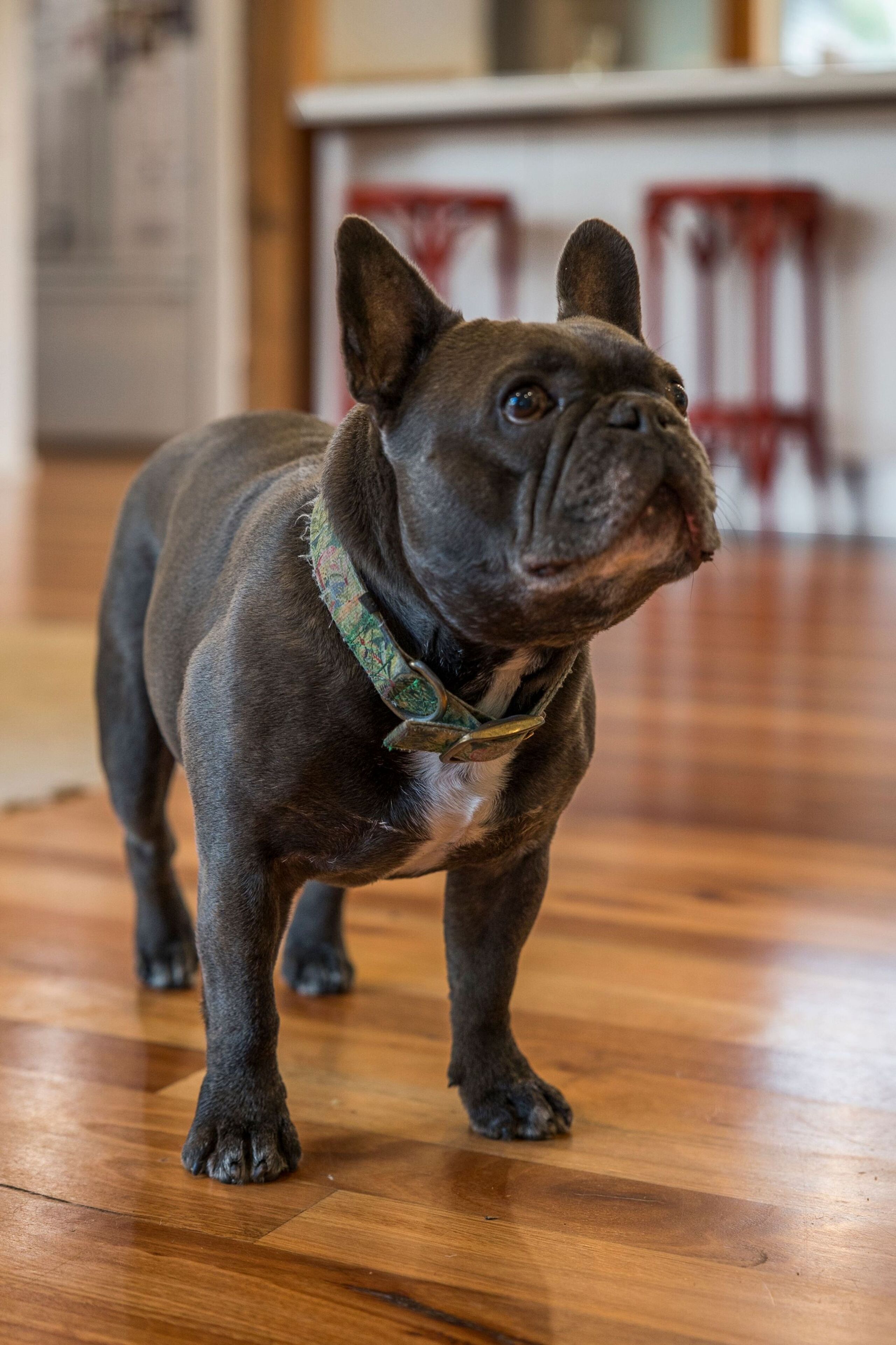 Un bouledogue français noir, sur un plancher en bois, porte un collier à motifs.