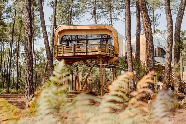 Ein Baumhaus mit einer Holzterrasse und einer Glaskonstruktion, umgeben von hohen Kiefern.