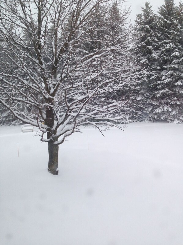 A snow-covered landscape with a single tree in the foreground and a dense forest in the background.