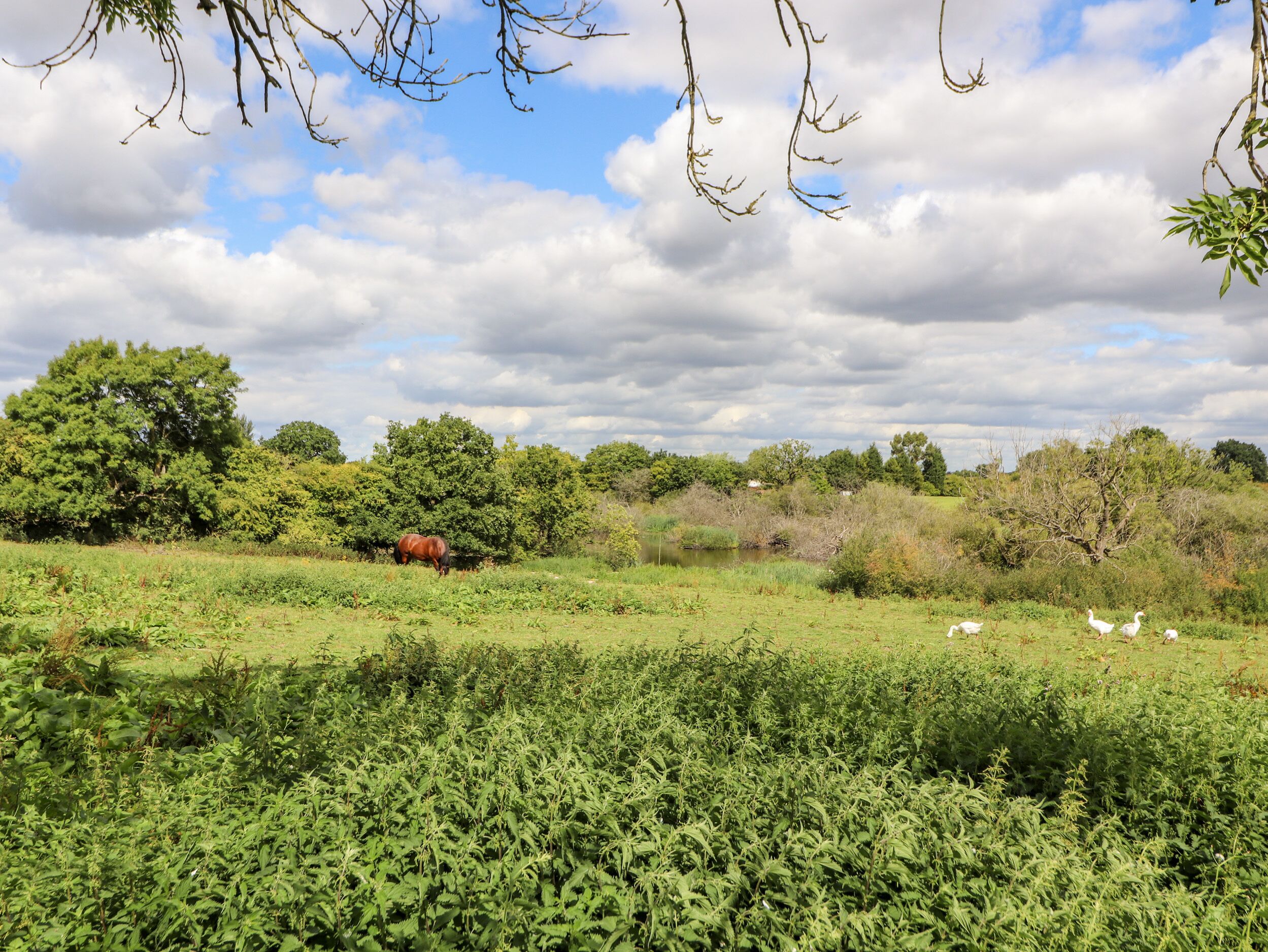 A natural landscape with a variety of vegetation, a brown horse grazing, and several white birds in the foreground.