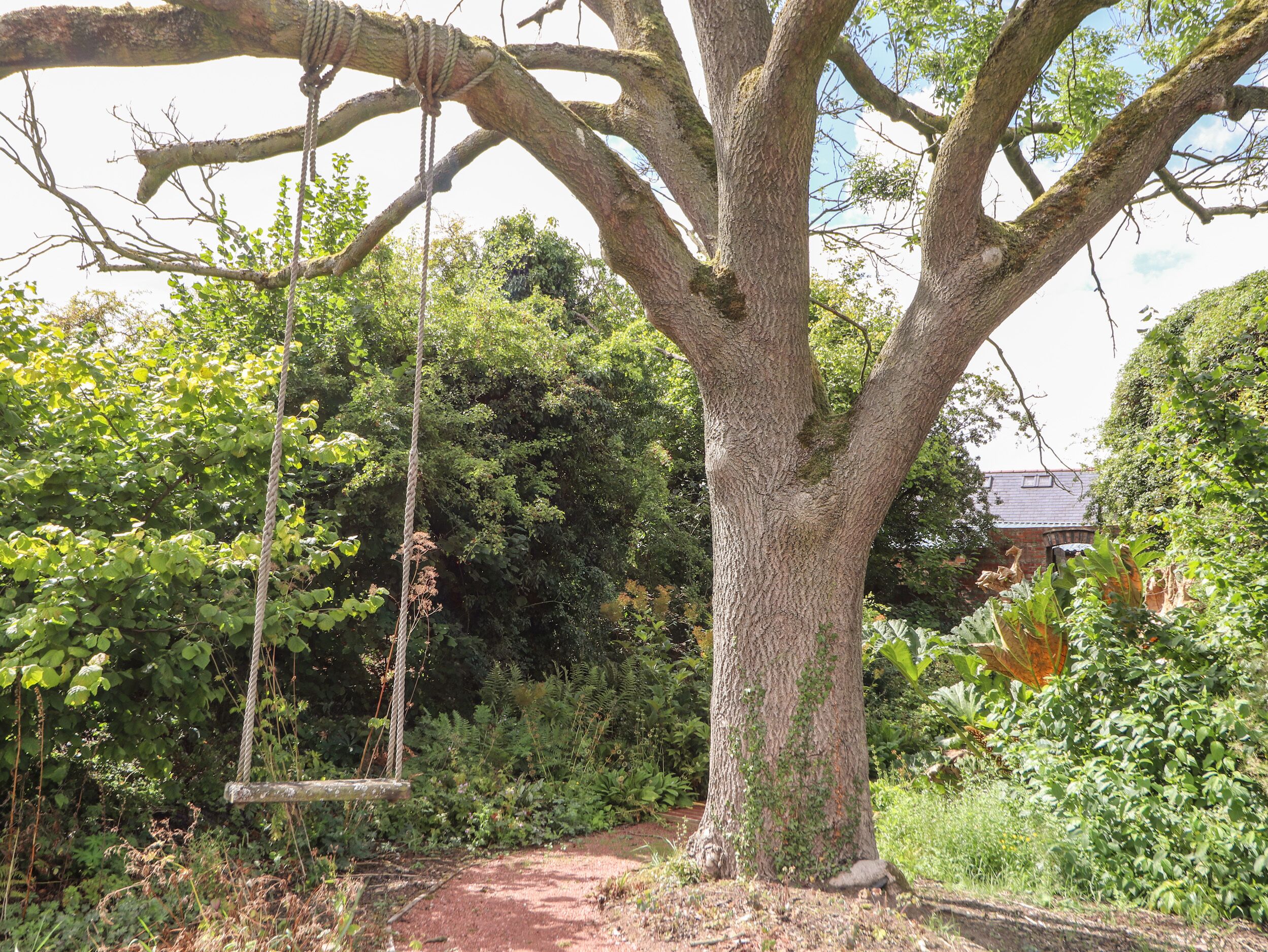 A large tree with a swing hanging from one of its branches.