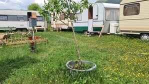 A campsite with RVs and a small tree in a grassy area.